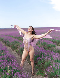 Lavender Fields